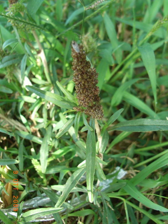 Amaranthus muricatus / Amaranto muricato
